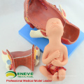 SELL 12470 Human Childbirth Delivery Procedure Anatomy Model Consists